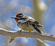 Red naped Sapsucker